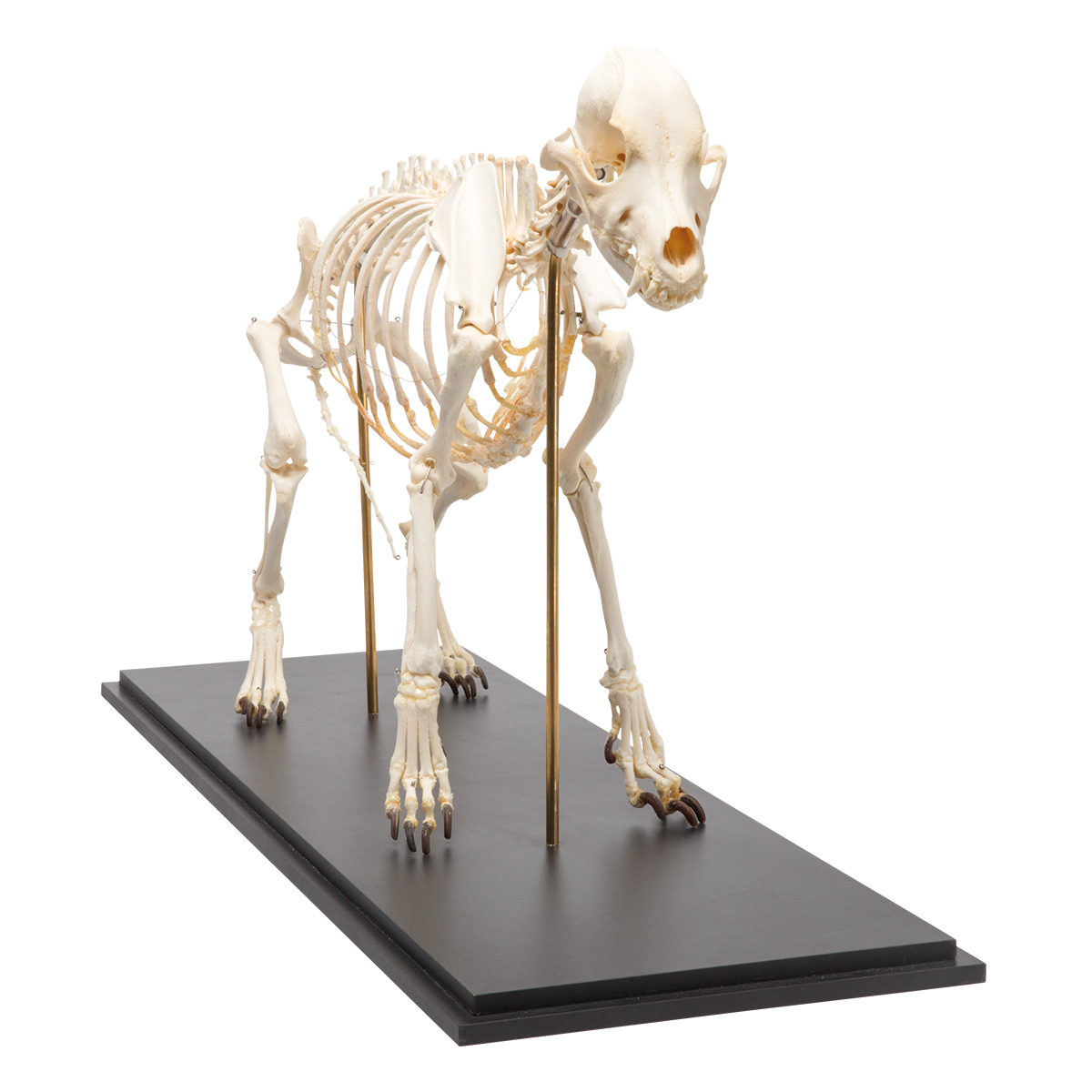 Dog Skeleton (Canis lupus familiaris), Size L, Specimen - 1020989 ...